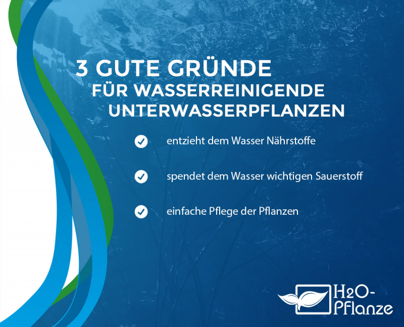 Wasserreinigende Teichpflanzen Sortiment